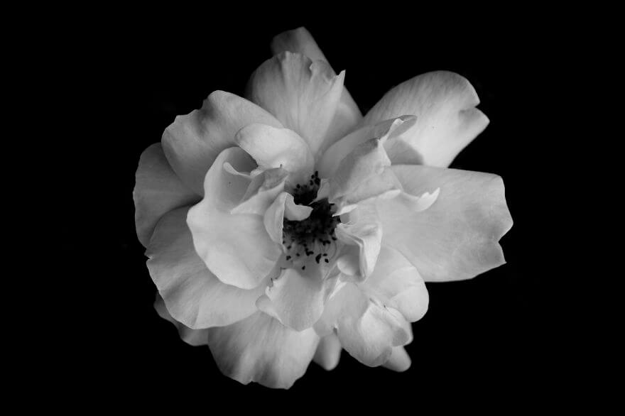 Jason McGroarty Takes Black And White Flowers Photos To Show The