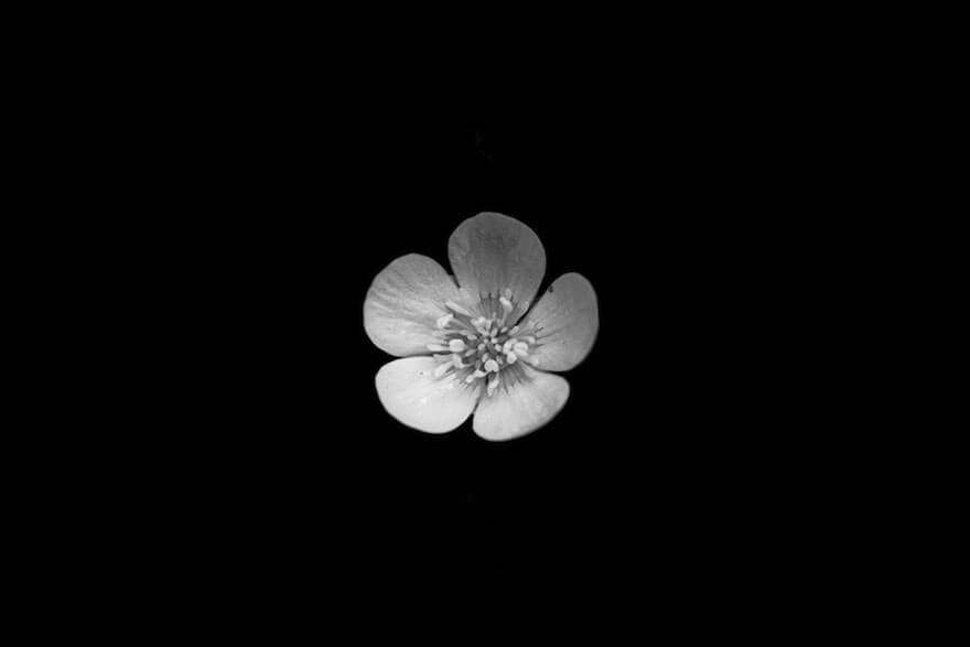 black and white flowers 5 (1)