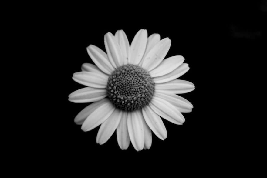 black and white flowers 6 (1)