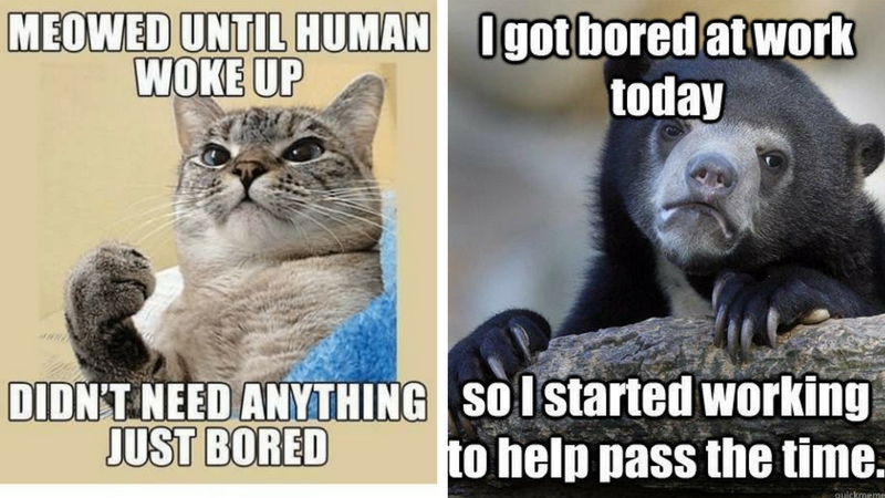 44 Bored Memes that Say it All Bored Meme, Bored Quotes, Memes Funny ...