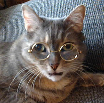 cats in glasses (1)