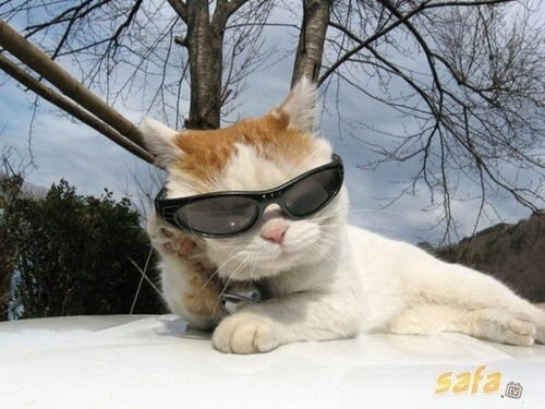 cats wearing glasses 12 (1)