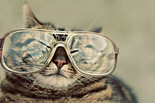 cats wearing glasses 13 (1)