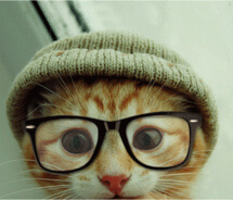 cats wearing glasses 14 (1)