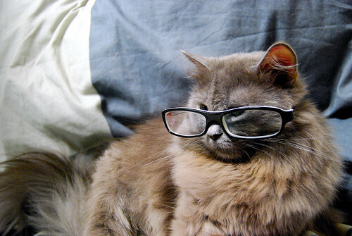 cats wearing glasses 15 (1)