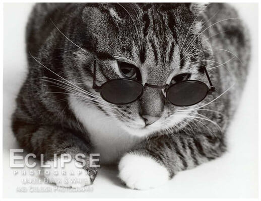 cats looking cool in glasses 17 (1)