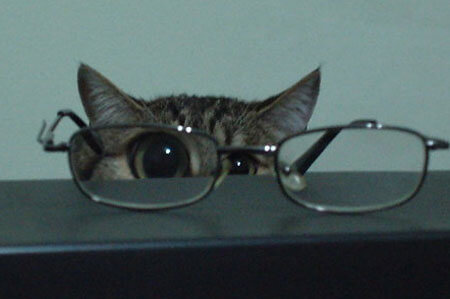 cats looking cool in glasses 18 (1)