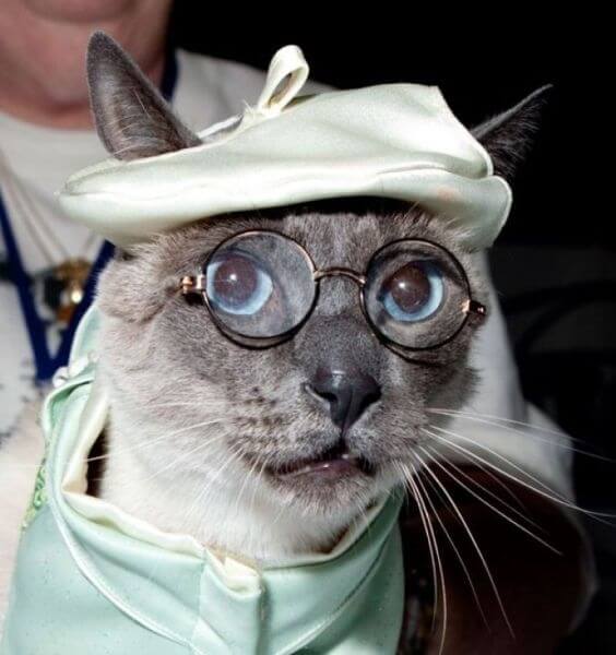 cats looking cool in glasses 19 (1)