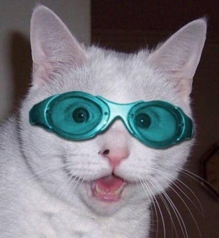 cats looking cool in glasses 2 (1)