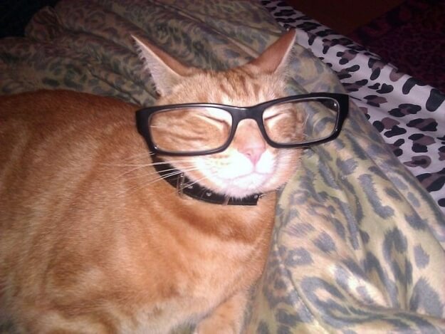 cats looking cool in glasses 21 (1)