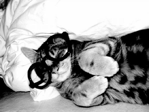 cats looking cool in glasses 22 (1)