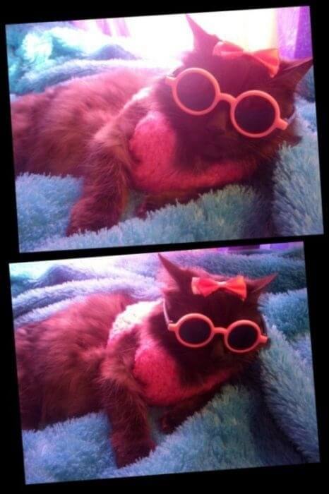 cats looking cool in glasses 23 (1)