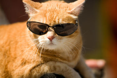 cats cool glasses 25 (1)