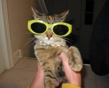 cats cool glasses 26 (1)