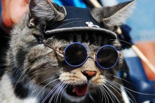 cats cool glasses 27 (1)