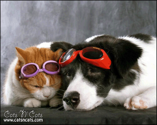 cats cool glasses 28 (1)