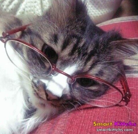 cats cool glasses 30 (1)