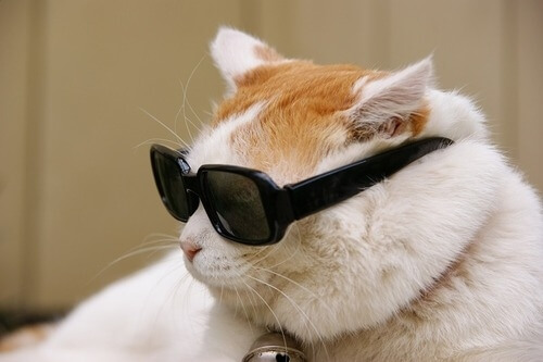 43 Cats In Glasses That Totally Define What Hipster Is