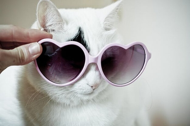 cats in shades 33 (1)