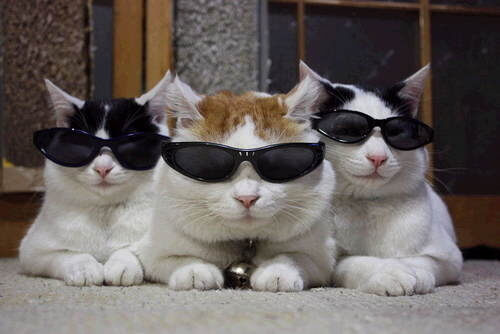 cats wearing glasses 4 (1)