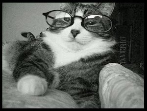 cats in shades 40 (1)