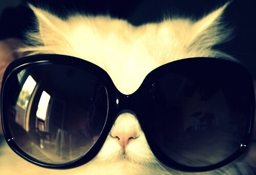 cats looking cool in shades 41 (1)