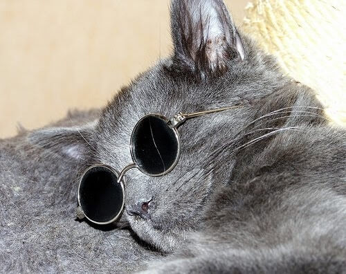 cats looking cool in glasses 42 (1)