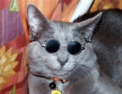 cats wearing glasses 6 (1)