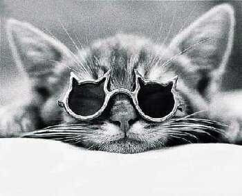 cats wearing glasses 7 (1)