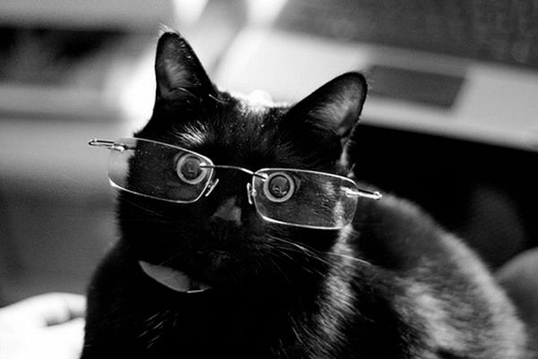 cats wearing glasses 8 (1)