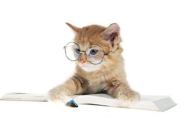 cats wearing glasses 9 (1)