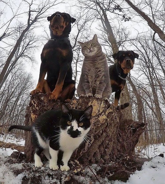 dogs That Look Like They’re About To Drop The Hottest Albums Of The Year 5 (1)