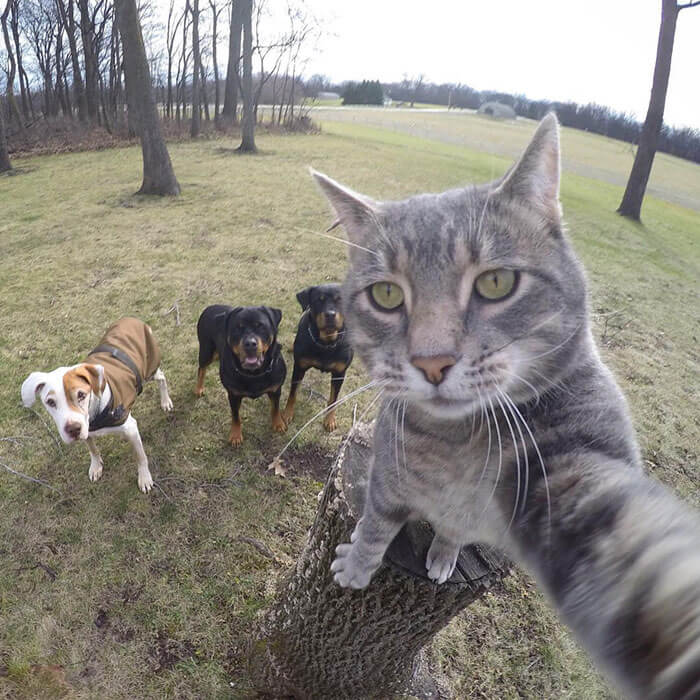 pets That Look Like They’re About To Drop The Hottest Albums Of The Year 19 (1)