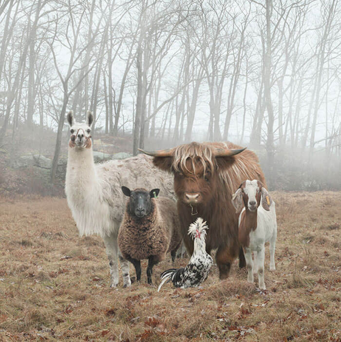 Animals That Look Like They’re About To Drop The Hottest Albums Of The Year 2 (1)