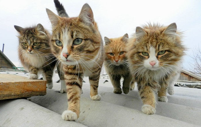 Animals That Look Like They’re About To Drop The Hottest Albums Of The Year 3 (1)