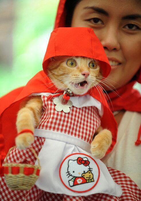 costumes for pets 14 (1)