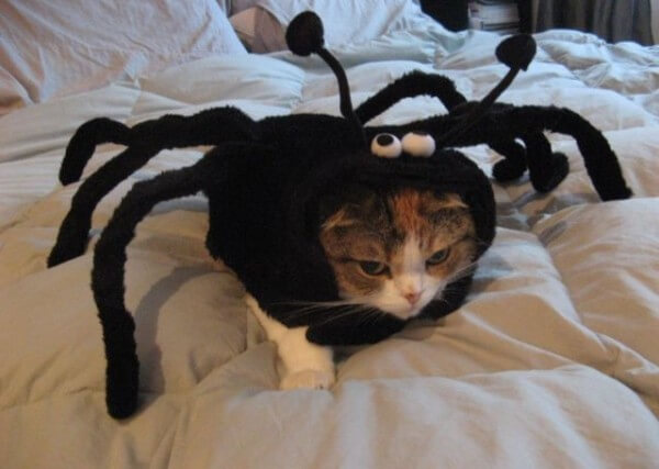 costumes for pets 15 (1)