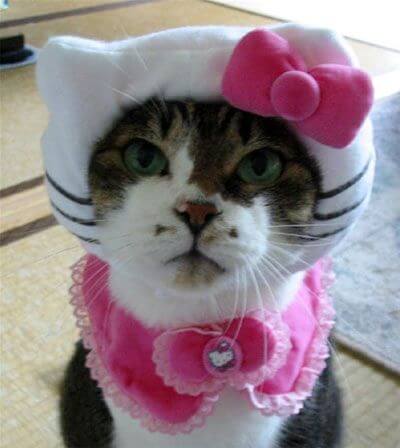 costumes for pets 18 (1)