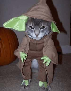 costumes for pets 21 (1)