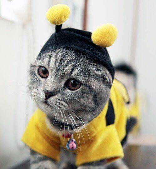 costumes for pets 22 (1)