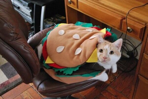 cat costumes 4 (1)