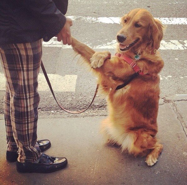 dog Giving People Hugs 2 (1)