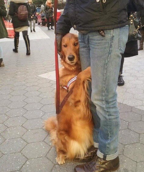 dog giving people hugs 11 (1)