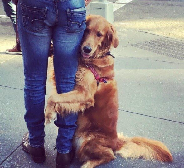 dog hugging pillow