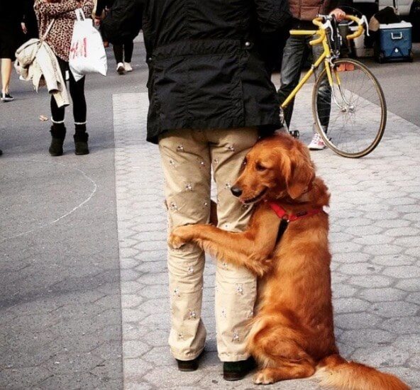 dog giving people hugs 9 (1)