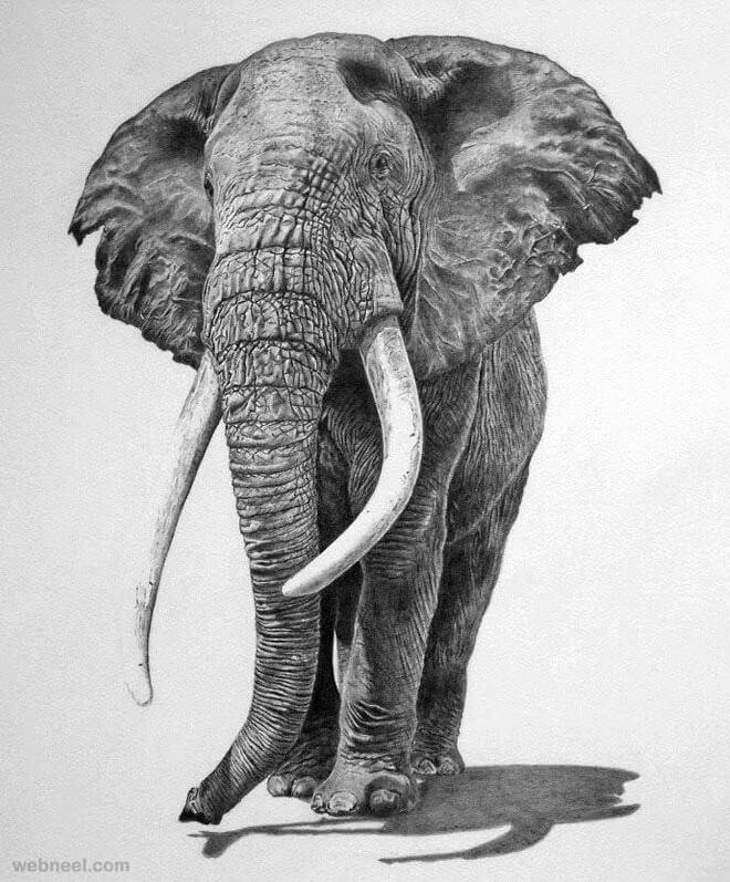 drawings of animals (1)
