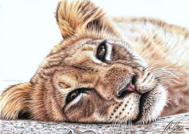 26 Stunning Drawings Of Animals Made From Pencil And Paper