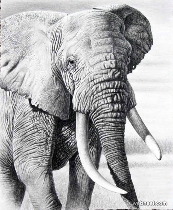 26 Stunning drawings of animals Made From Pencil And Paper