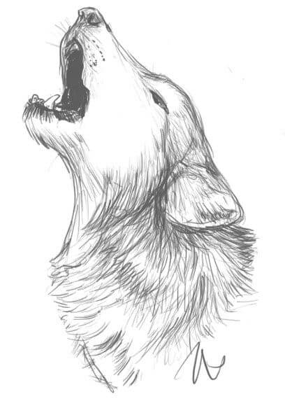 drawings of animals 24 (1)