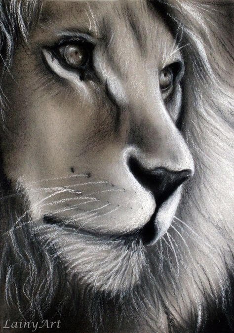 pencil shading art animal s